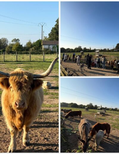 Les animaux dans le pré de la Ferme de la Chasseloire près de Nantes