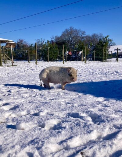 Framboise, le cochon, mascotte de la Ferme de la Chasseloire, près de Nantes