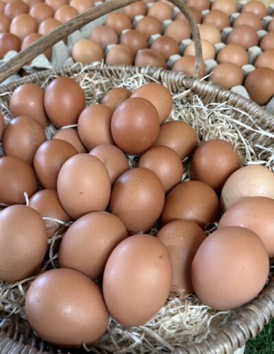 Les oeufs en direct de notre producteur partenaire disponibles à la Ferme de la Chasseloire, près de Nantes
